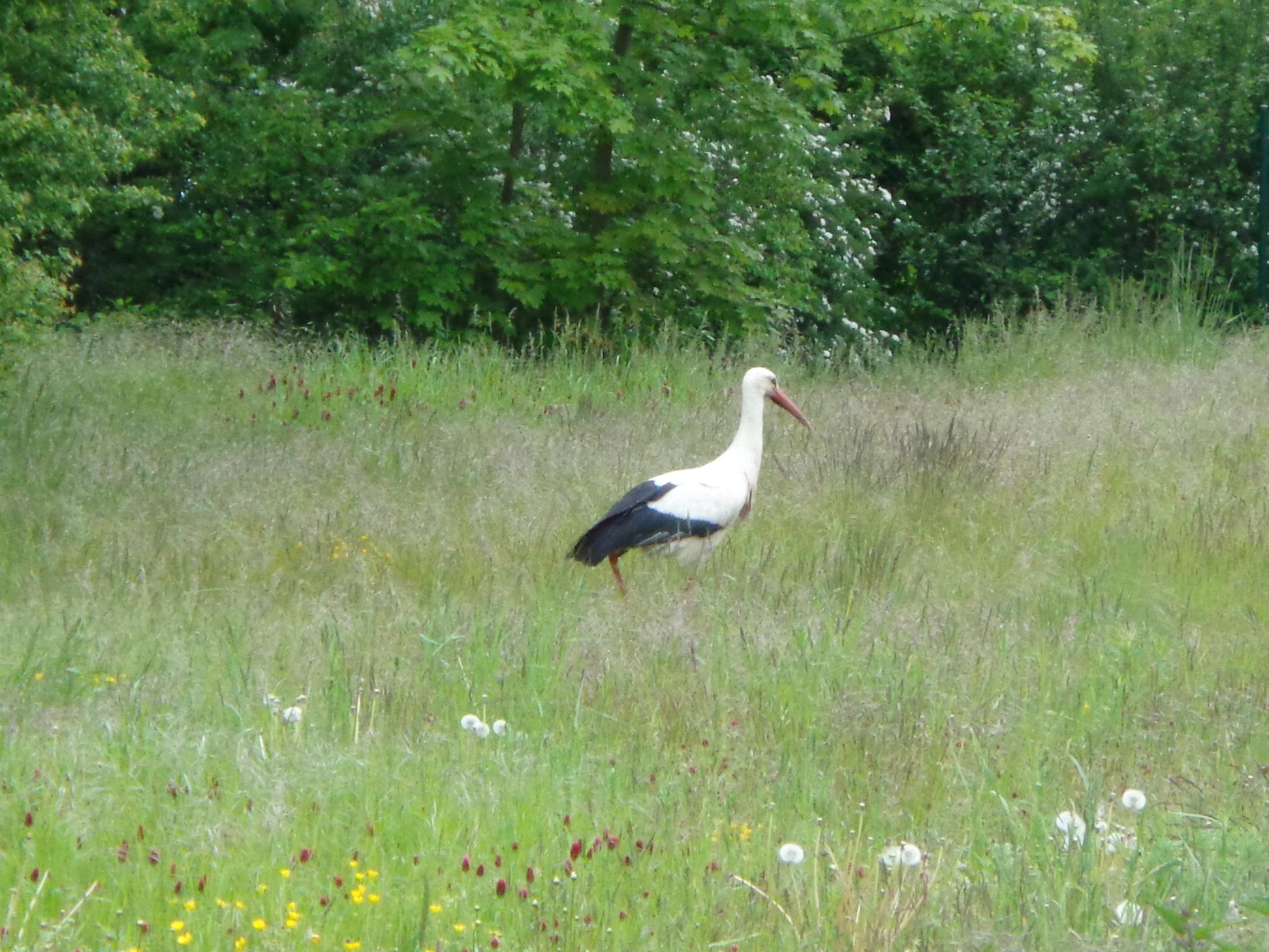 Der Storch ist da